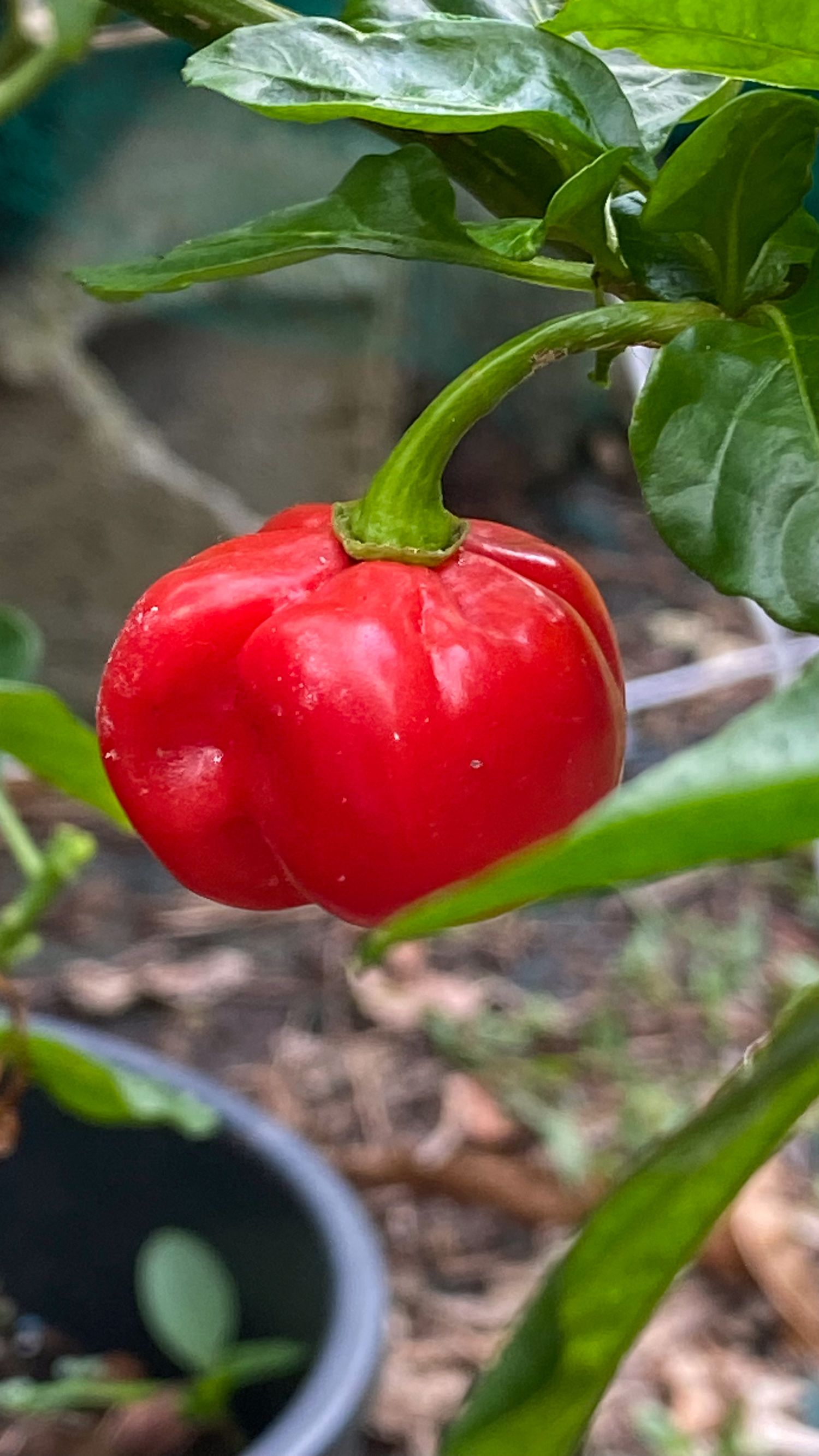 Piros paprika a növényen, zöld levelek között.